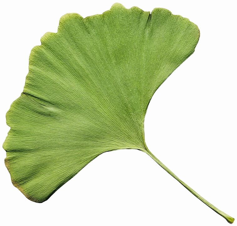 La crema Varicone contiene extracto de Gingco Biloba